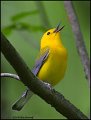 _0SB9518 prothonotary warbler